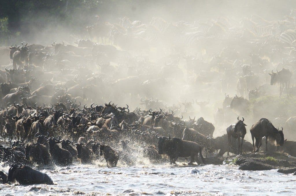 The Crossing: Watching the Mara River From the Bank