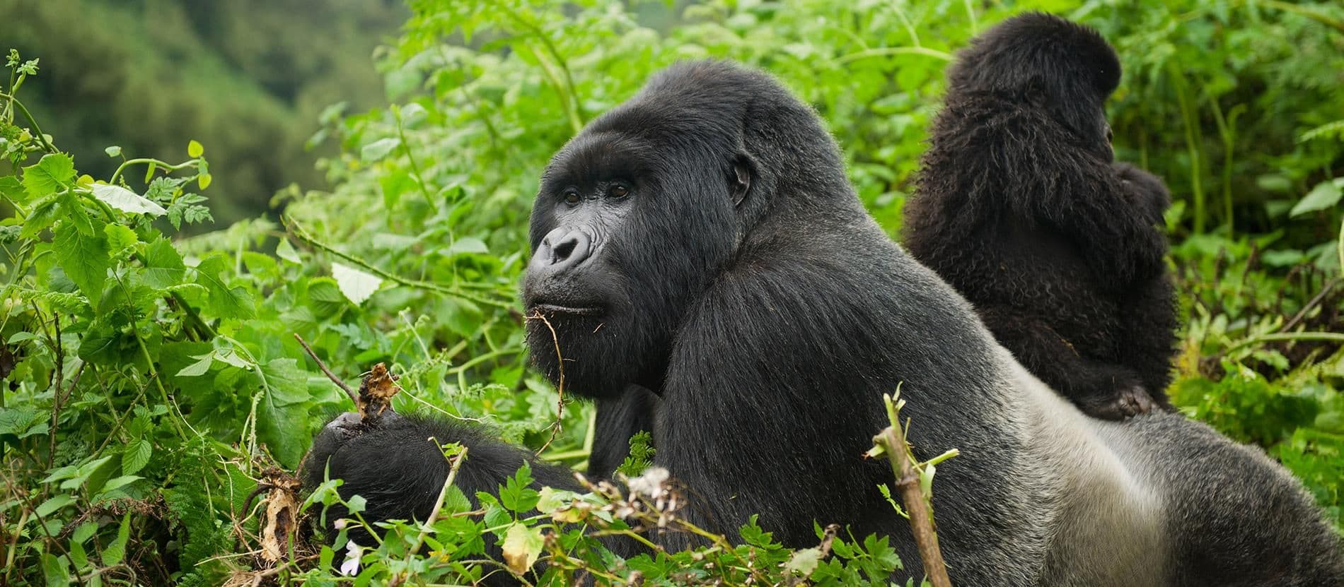 1-Day Gorilla Trekking Safari in Uganda